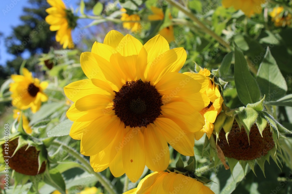 Obraz premium sunflowers in the garden