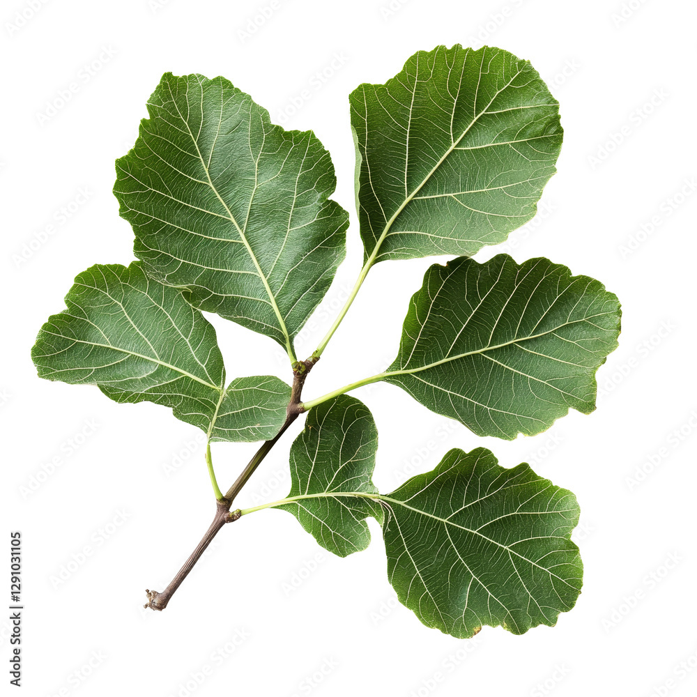 Fresh organic fig vine leaf branch against a clean transparent background for culinary and decorative uses, Fresh organic fig vine leaf branch on transparent background. Fig leaves transparent Fresh organic fig vine leaf branch against a clean transparent background for culinary and decorative uses, Fresh organic fig vine leaf branch on transparent background. Fig leaves transparent