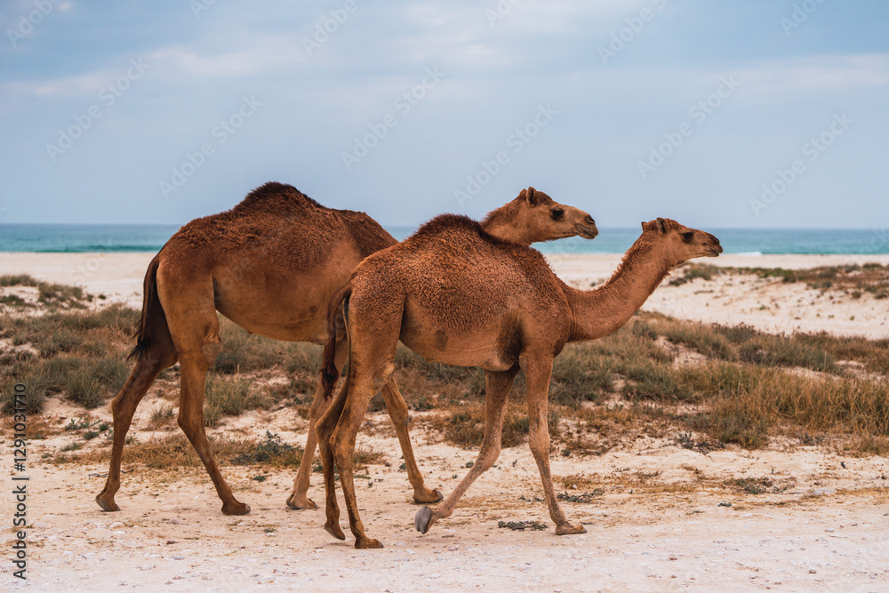Two dromedary camels walking on a beach in the desert Two dromedary camels walking on a beach in the desert