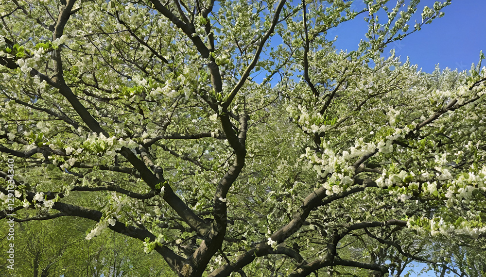 Fototapeta premium Spring growth