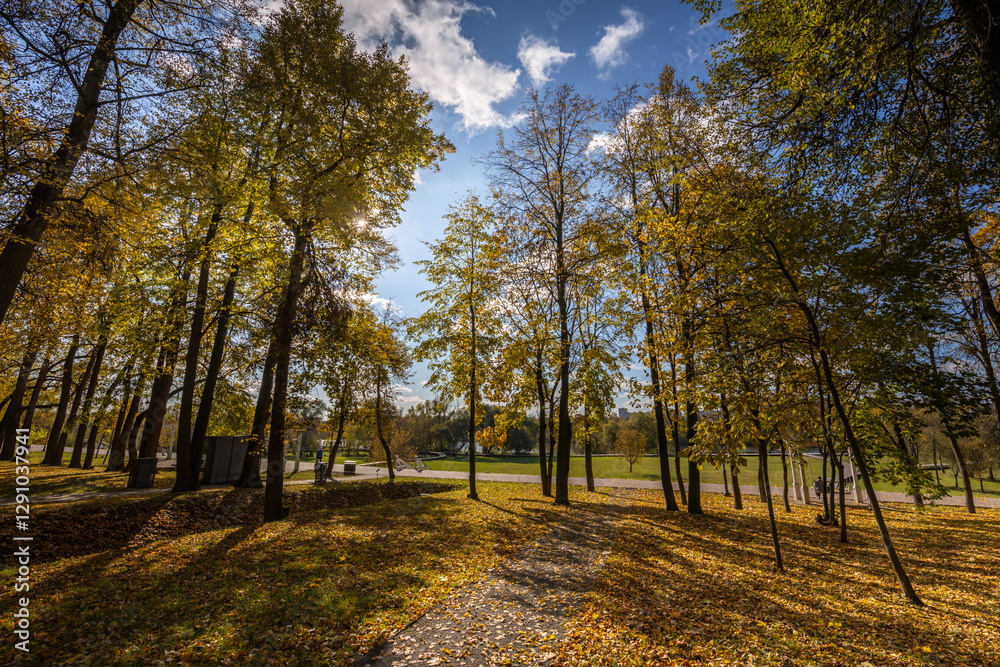 Fototapeta premium A park with trees and a path