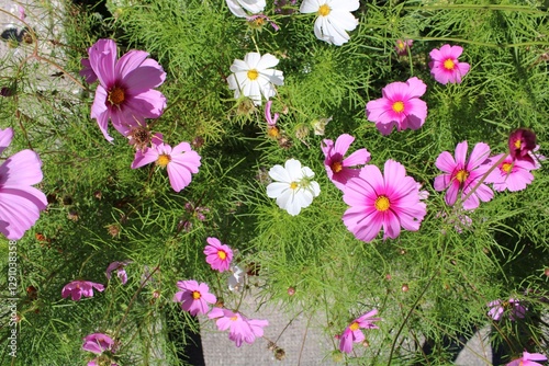 pink and white flowers in a garden