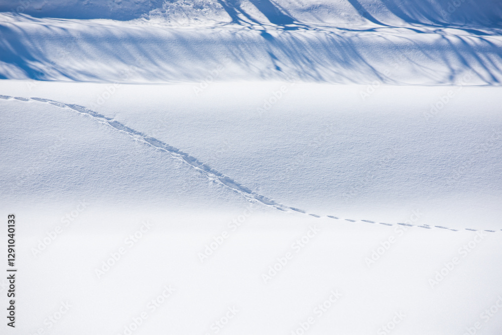 Obraz premium 雪と足跡