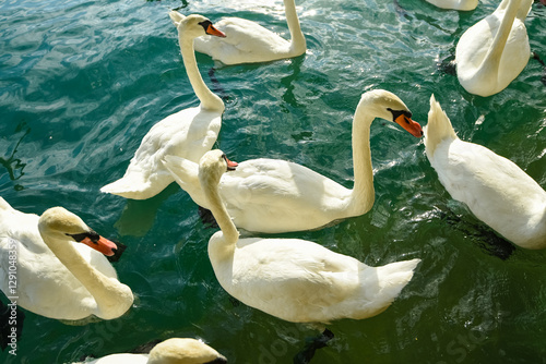 Fototapeta Naklejka Na Ścianę i Meble -  White swans are swimming on the lake. Environmental portrait of the adult Whooper swan swimming in the lake