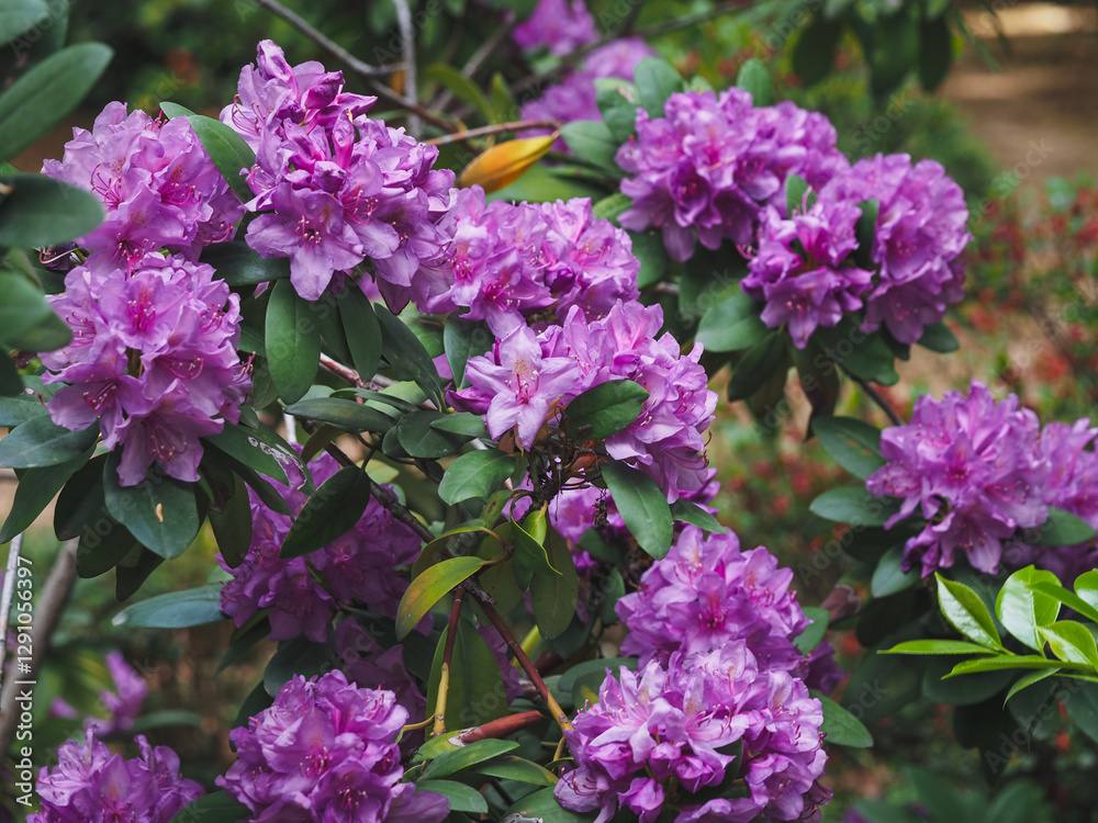 Beautiful rhododendron blooms in spring, Madrid Beautiful rhododendron blooms in spring, Madrid