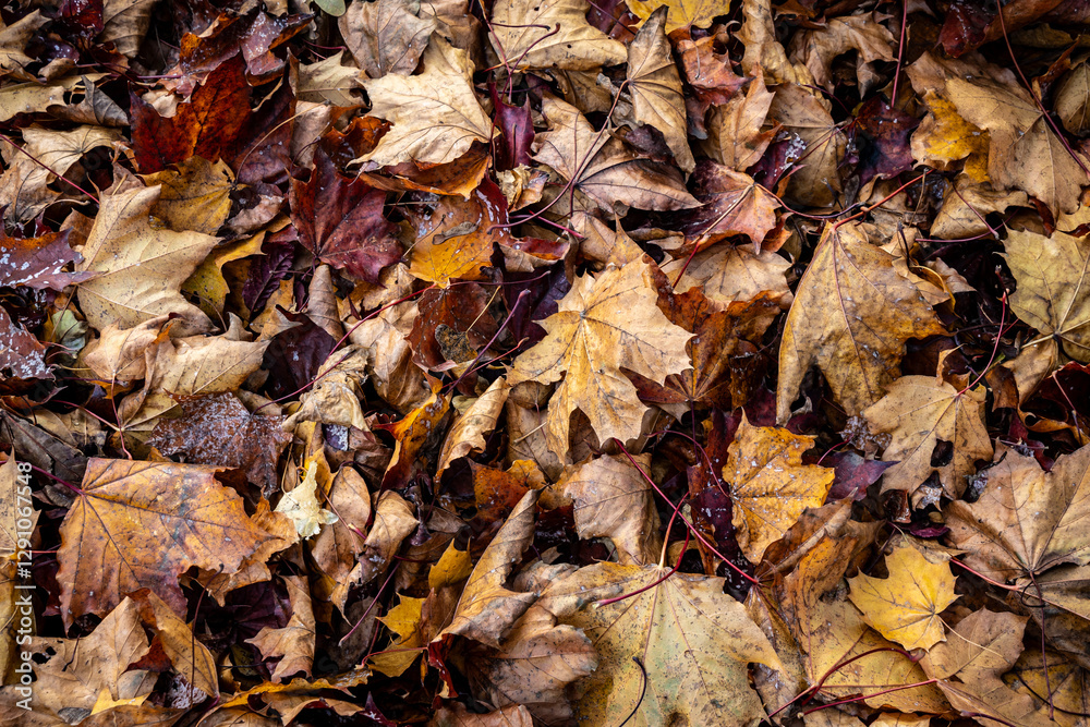 Heap of brown and orange autumnal leaves in Warsaw city, capital of Poland Heap of brown and orange autumnal leaves in Warsaw city, capital of Poland