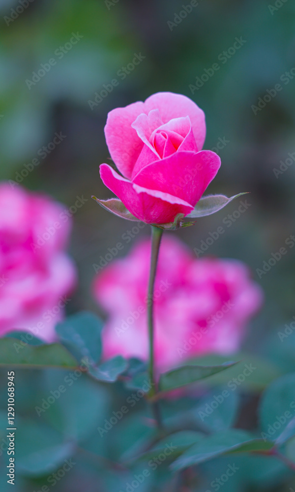 a pink rose is blooming