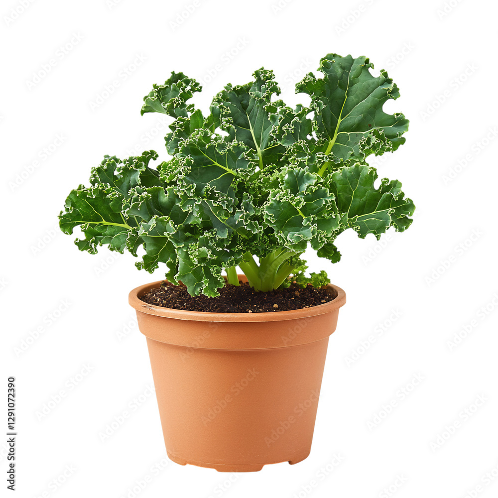 A Small Potted Kale Plant with Dark Green Curly Leaves Isolated on Transparent Background A Small Potted Kale Plant with Dark Green Curly Leaves Isolated on Transparent Background