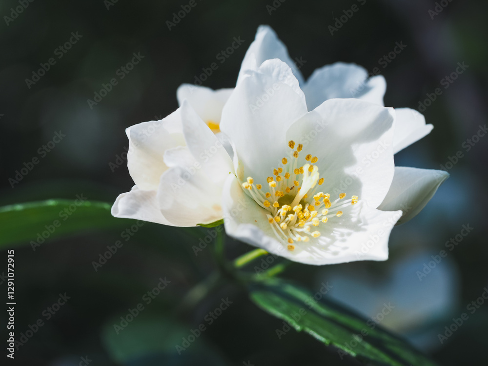 Fototapeta premium Philadelphus (Mock orange) blooms in spring