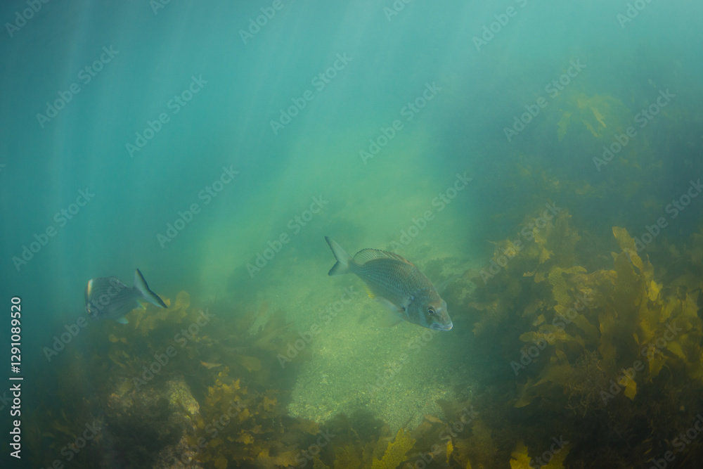 Obraz premium Two fish swimming into opposite direction.