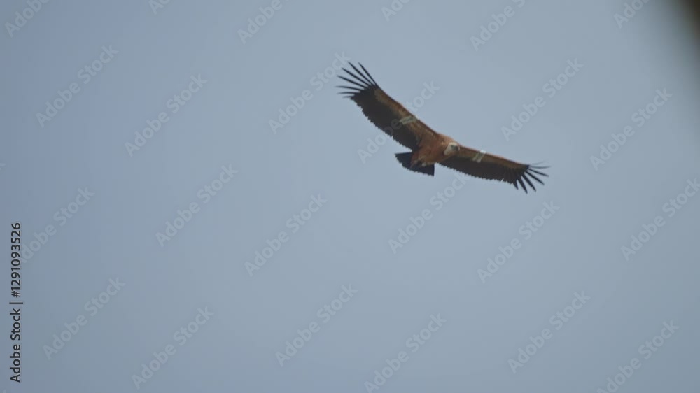 Griffon vulture gliding In the Golan Heights Griffon vulture gliding In the Golan Heights