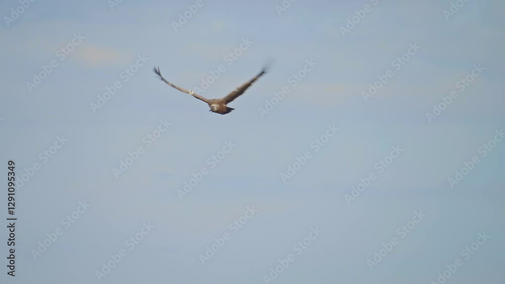 Griffon vulture gliding In the Golan Heights Griffon vulture gliding In the Golan Heights