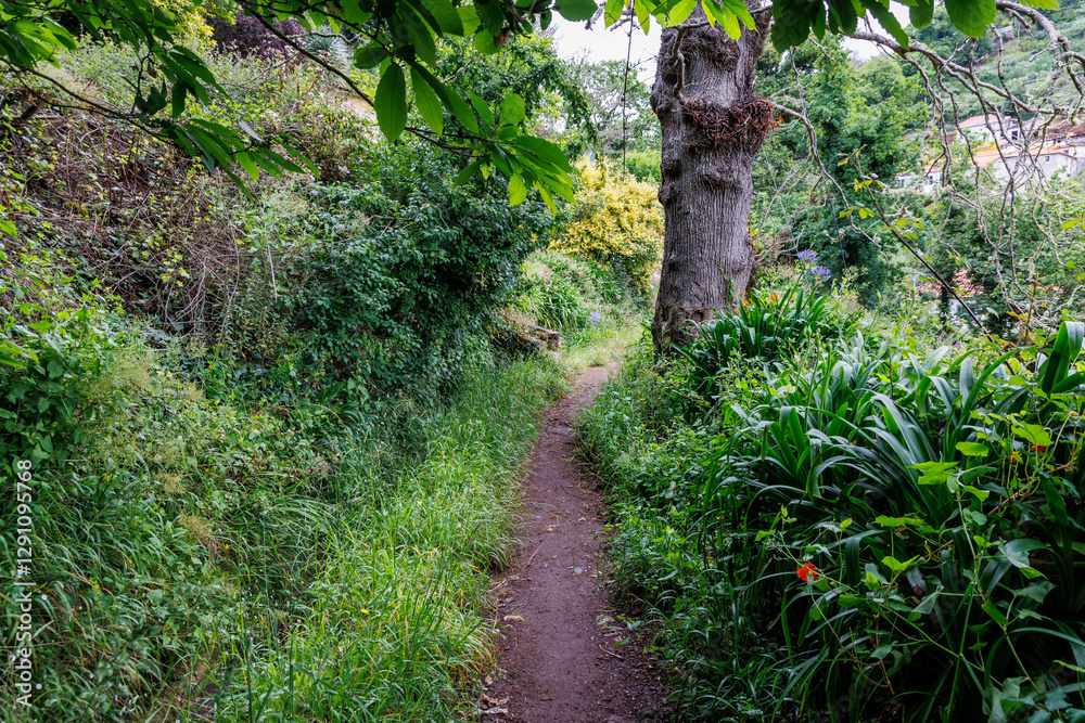 Narrow path along irrigation channel called levada in Camacha city on Madeira Island, Portugal