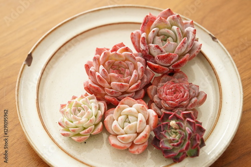 Tapety artystyczne 多肉植物のカット苗