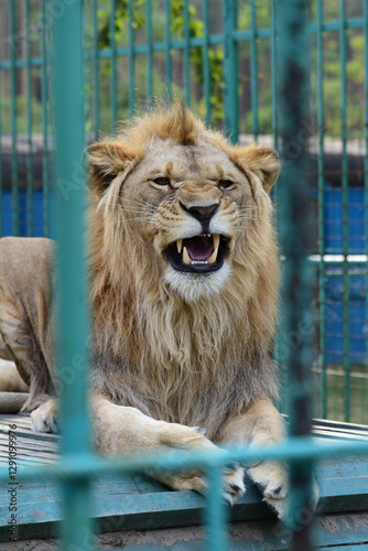 Canvas Print Sneezing lion laying on the branch, wild beauty, wild animals care, private zoo