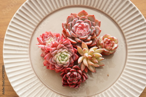 Tapety artystyczne 多肉植物のカット苗