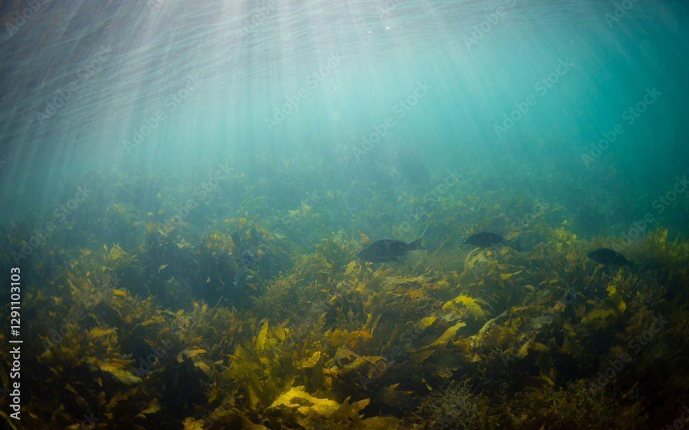 Obraz premium Group of fish swimming near the kelp.