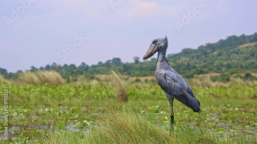 Shoebill (Balaeniceps rex) in Mabamba swamp, near the water.