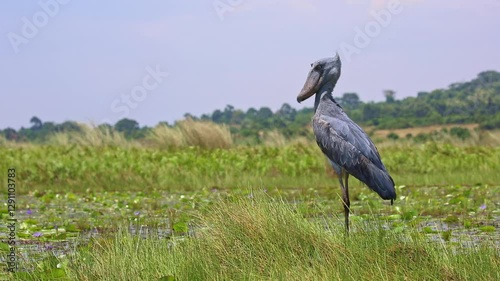 Shoebill (Balaeniceps rex) in Mabamba swamp, near the water.