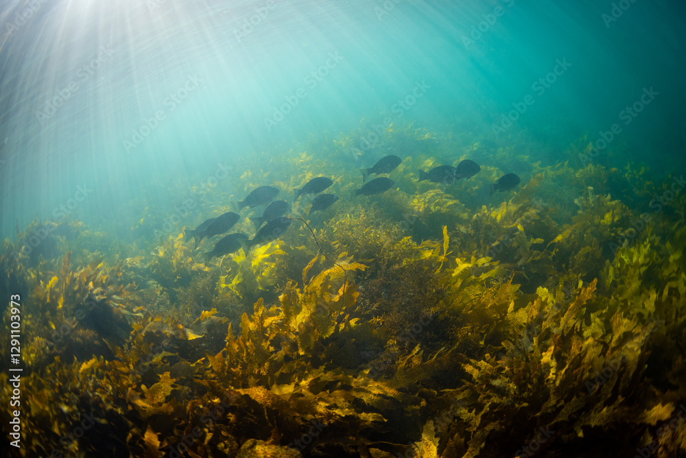 Fototapeta premium Group of black blue fish swimming around the kelp.