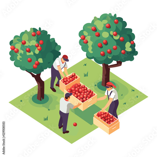 Apple Harvesting - Traditional Fruit Picking Illustration