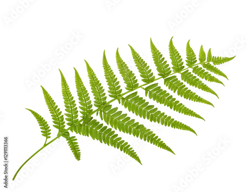 Intricate Fern Leaf with Pinnate Leaflets Showcasing Natural Fractal Patterns