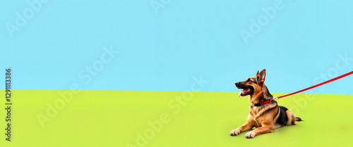 Cheerful German Shepherd resting on grassy field, joyful companionship