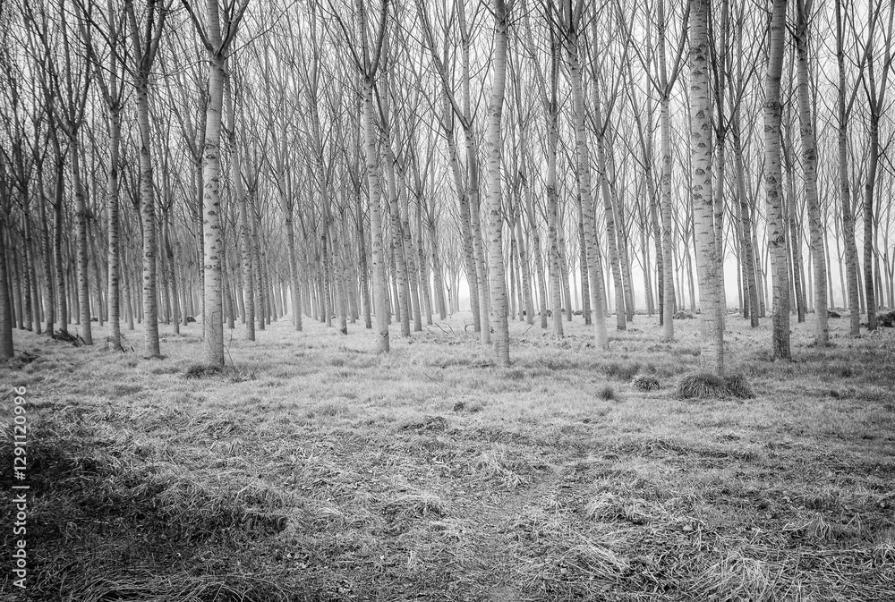 Φωτογραφία Poplar woods in wintertime, in the countryside of Lomellina Region (Northern Italy, between Novara, Vercelli and Pavia Province); this area is cultivated valuable species of rice, worldwide exported