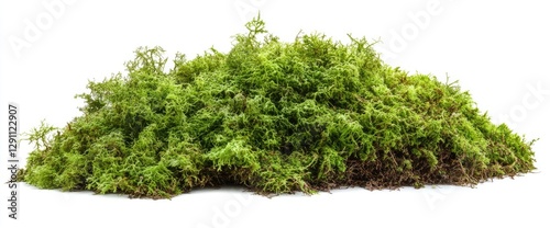 Lush Moss Cluster Against White Background (1)