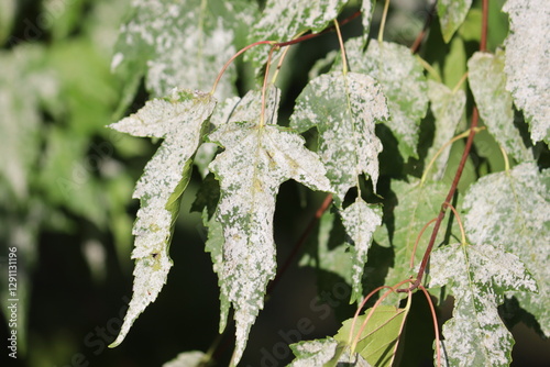 Powdery mildew on Tatarian maple (Acer tataricum) leaves photo