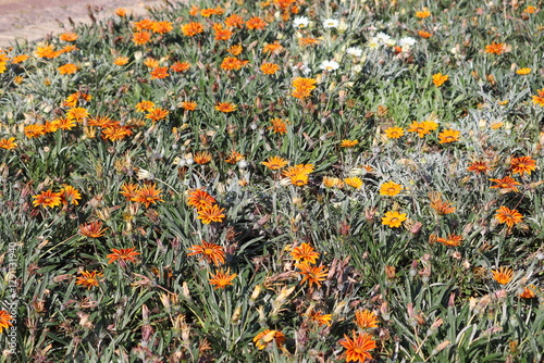 Bright orange flowers of hybrid gazania plant in flowerbed