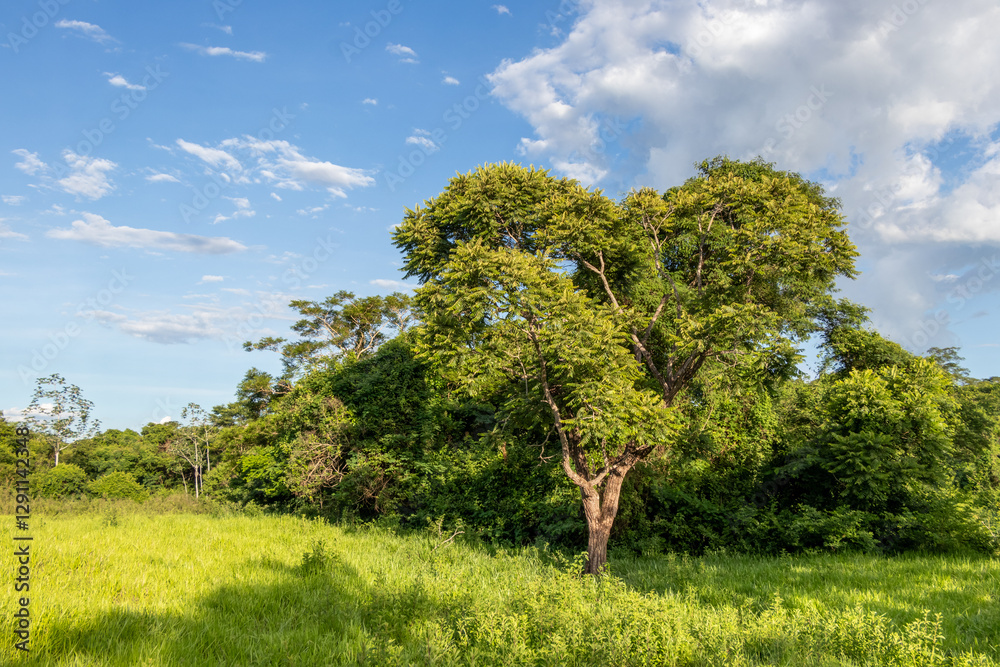 Obraz premium Brazilian cerrado vegetation