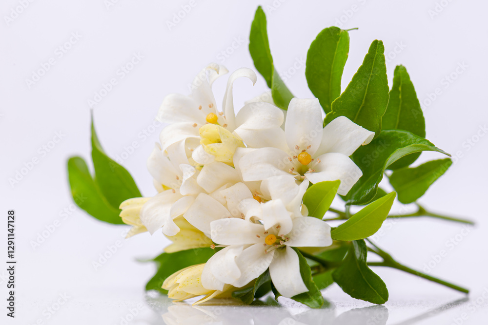 Fototapeta premium Jasmine flower isolated on white background. close up beautiful white flower in blooming.