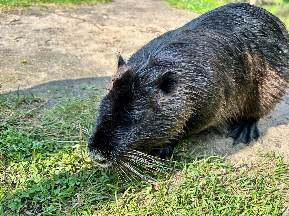 nutria crawled ashore from the river nutria crawled ashore from the river