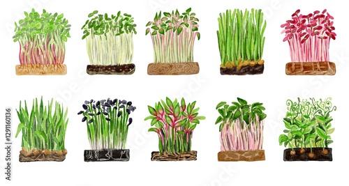 Fotografie set of young microgreen sprouts