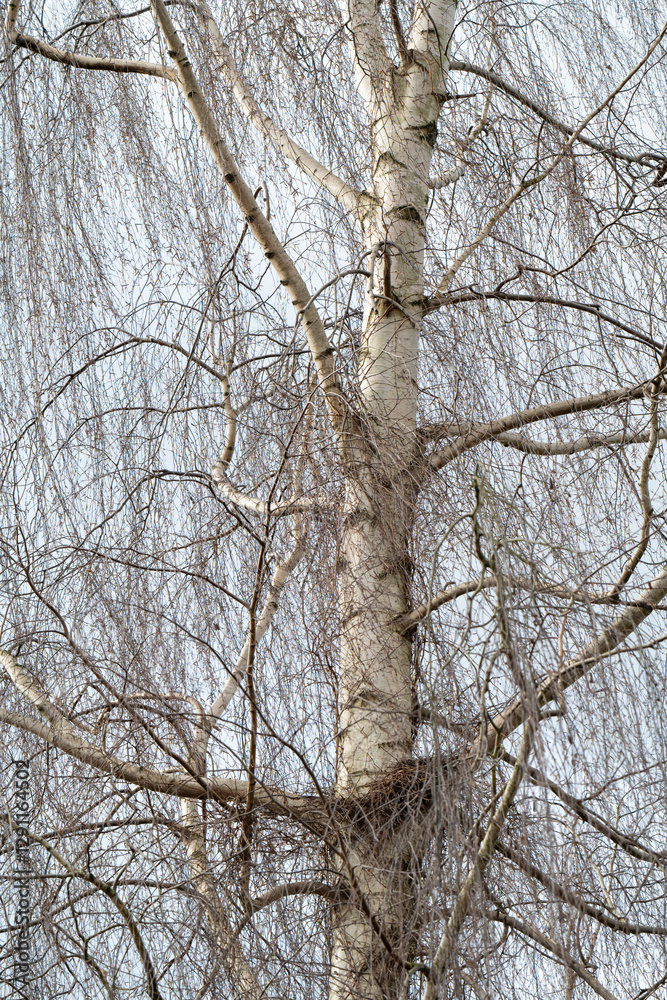 Obraz premium Nahaufnahme einer Birke (Betula pendola), Nordrhein-Westfalen, Deutschland, Europa