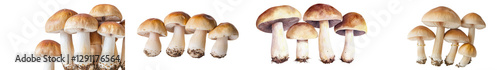 Close up view of various types of edible wild mushrooms growing in a lush green forest undergrowth  The mushrooms display a diverse range of shapes sizes and colors