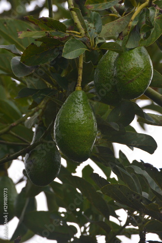 Alpukat
