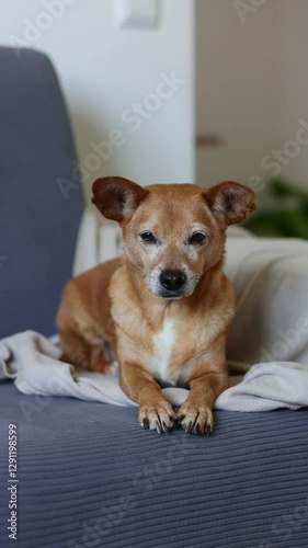 A small senior dog with tan fur relaxes on a cozy gray sofa with a soft blanket, facing the camera. A warm, peaceful home setting. Vertical 4K video, perfect for pet and lifestyle themes