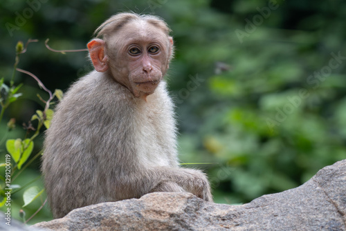 Photography The vibrant close up portrait of a monkey with expressive eyes