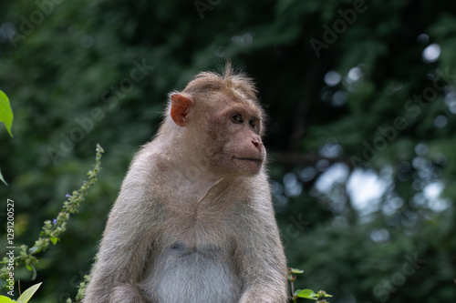 Photography The vibrant close up portrait of a monkey with expressive eyes