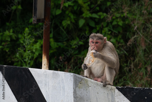 Photography The vibrant close up portrait of a monkey with holding plastic cover