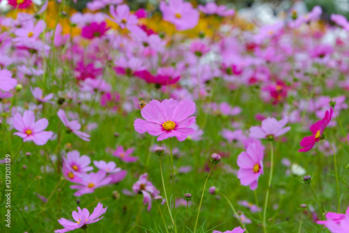 ピンクのコスモスが広がる花畑