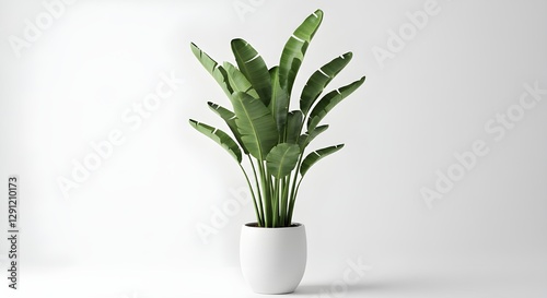Aislamiento de planta de interior moderna sobre fondo de transparencia PNG