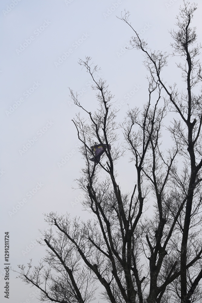 tree, sky, nature, winter, branches, branch, forest, blue, trees, silhouette, wood, clouds, autumn, bare, spring, landscape, season, dark, cloud, plant, outdoor