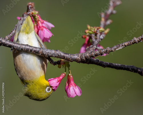Japanese White-eye feeds on the iconic pink sakura