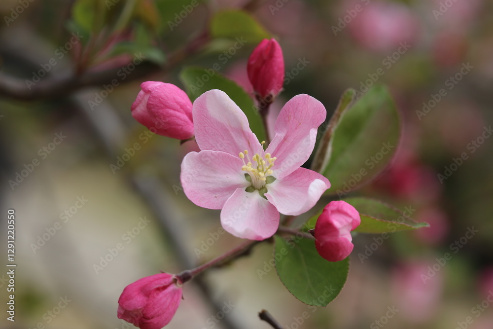 Fototapeta premium flower, blossom, pink, spring, tree, nature, plant, bloom, flowers, apple, magnolia, branch, garden, blooming, white, dogwood, bud, season, beauty, petal, leaf, closeup, macro, flora, beautiful