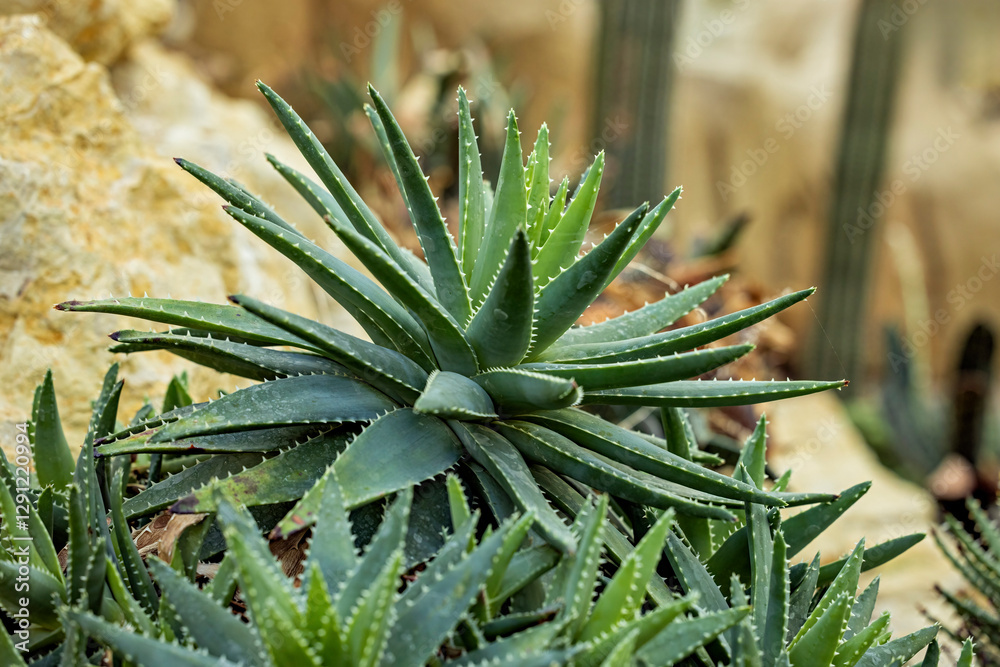Fototapeta premium Cactus Plants in a dry area 