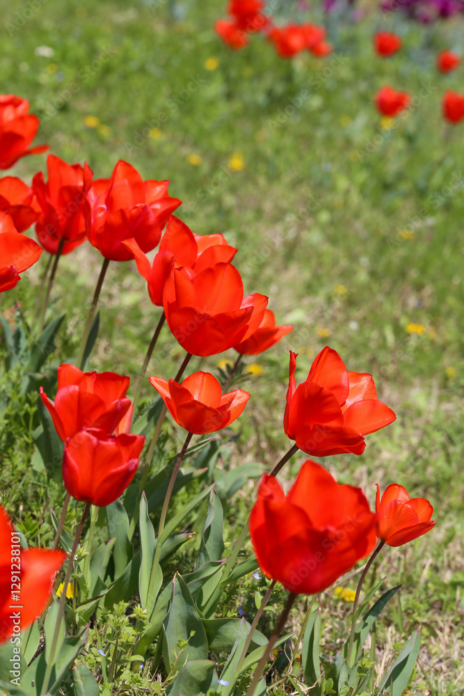 Fototapeta premium poppy, field, flower, red, nature, summer, spring, flowers, poppies, meadow, plant, grass, blossom, bloom, beauty, garden, tulip, landscape, rural, season, flora, sky, color, tulips, floral
