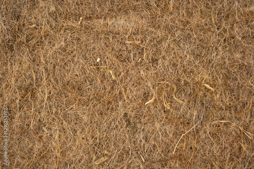 dry grass background dry grass background